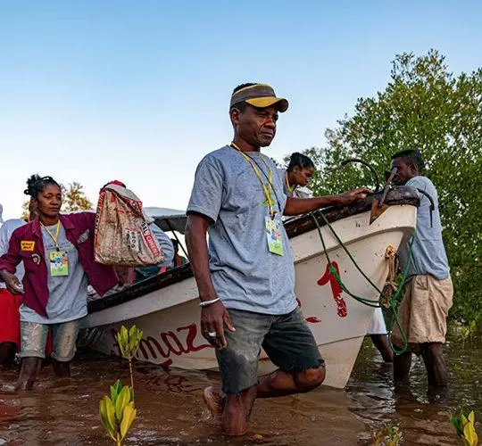 Mangrove planting