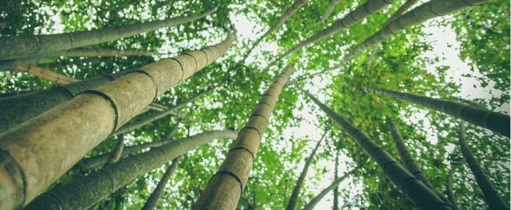 Bamboo trees used to create bamboo tshirts