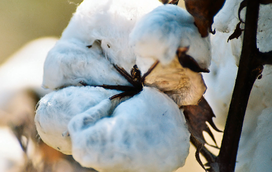 organic cotton plant