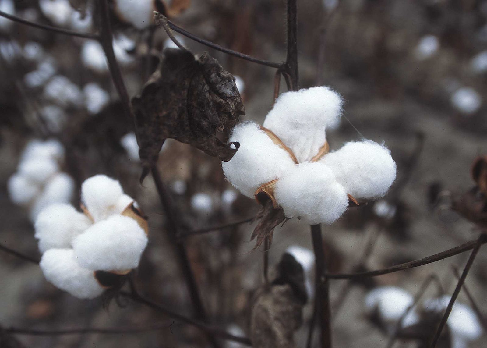 Organic cotton plant