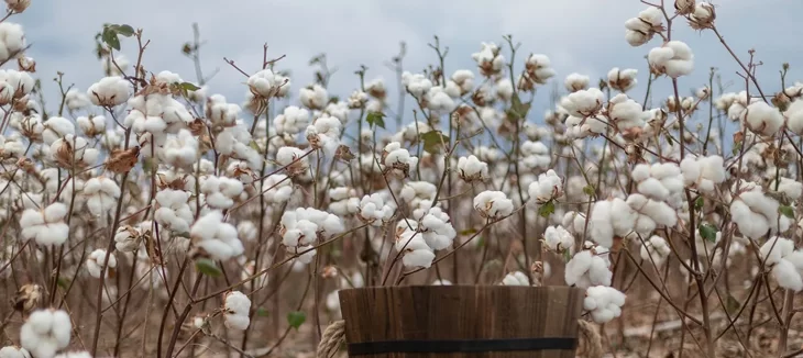 Organic cotton farm