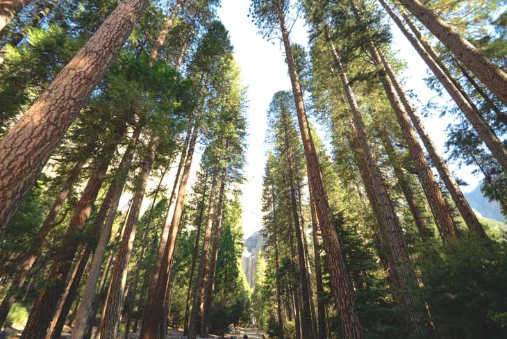 Trees planted in a forest