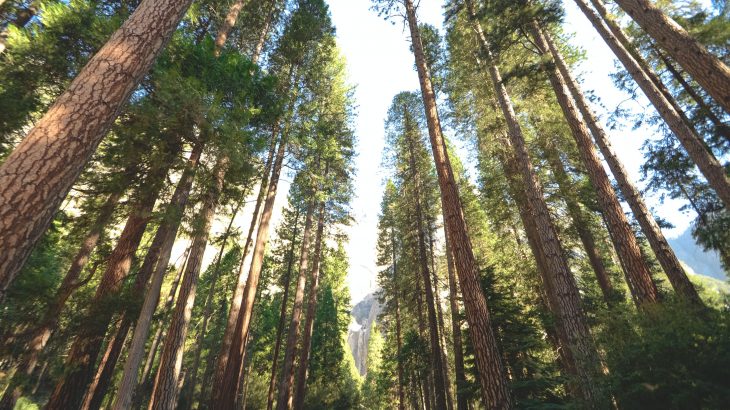 A forest of trees