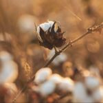 Organic cotton field