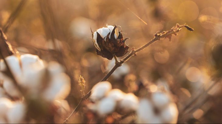 Organic cotton field