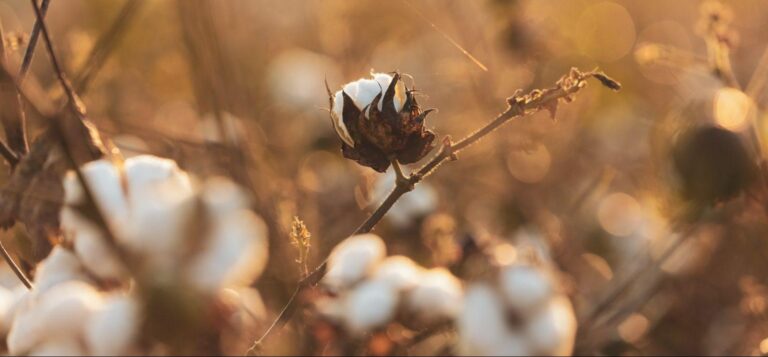 Organic cotton field