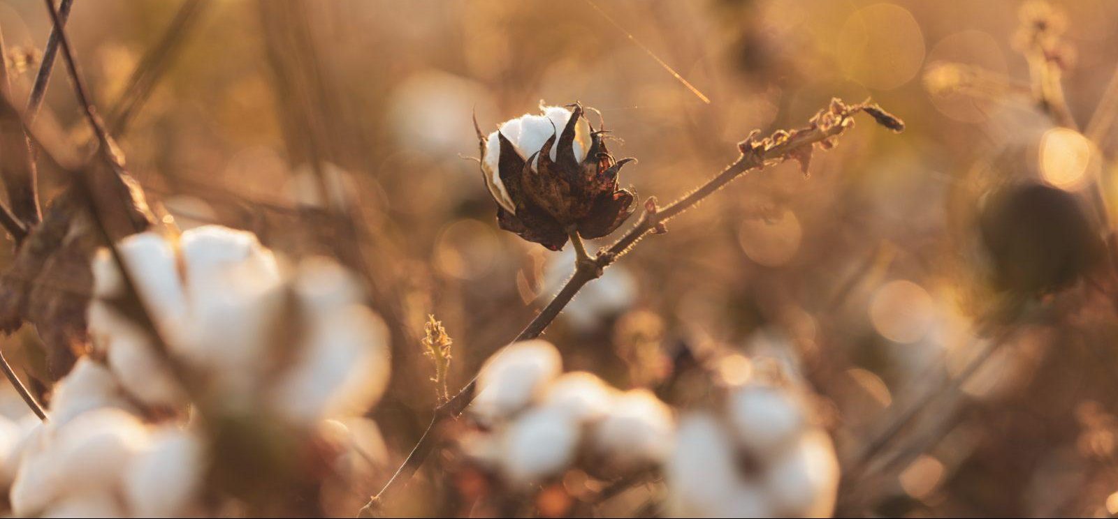 Organic cotton field