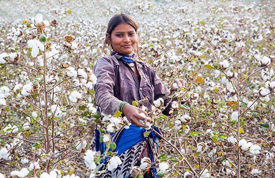 organic cotton farming