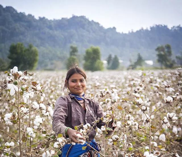 organic cotton farming