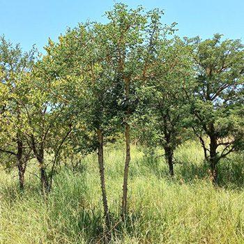 Forests planted